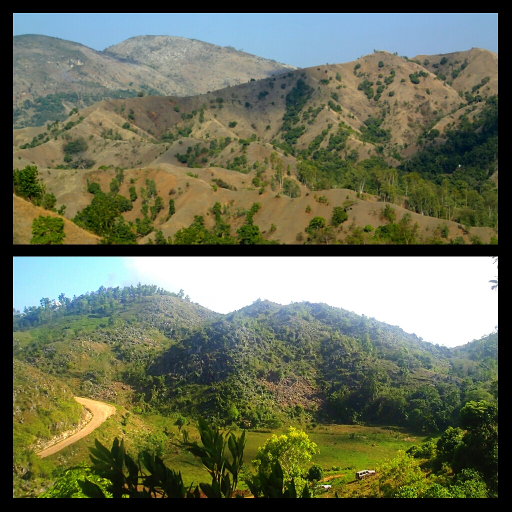 before and after reforestation
